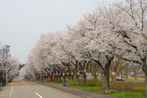 千谷工業団地内の桜2