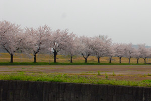 千谷工業団地内の桜3