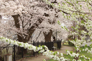 日吉ヒューマンロードの桜1