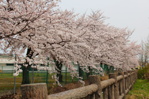 ぽっぽの里の桜1