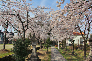 伊米神社（桜町）の桜2