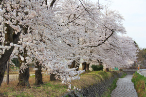 片貝河川敷の桜