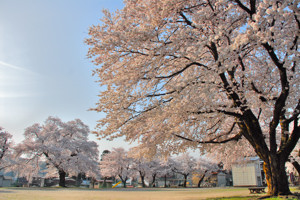 三仏生センターの桜