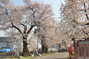 三仏生百塚の桜1