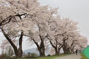 山本山調整池付近の桜