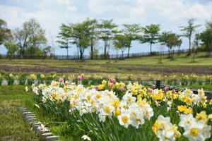 クラインガルテンの花の画像