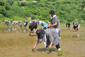 田植えをする参加者の画像1