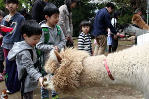 アルパカに餌をやる子どもの画像