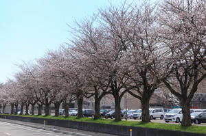 千谷工業団地内の桜1