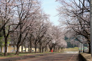 千谷工業団地内の桜3