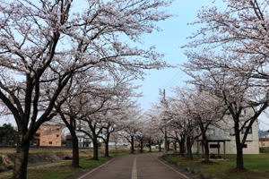 土川の桜1