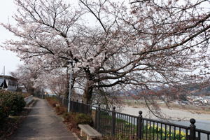 日吉ヒューマンロードの桜2