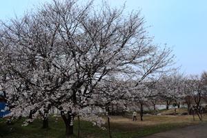 ひ生の桜1