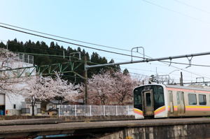 JR小千谷駅周辺の桜1