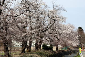 片貝河川敷の桜2