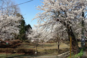 船岡公園の桜1