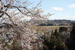 船岡公園の桜2