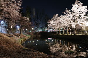 船岡公園の桜3