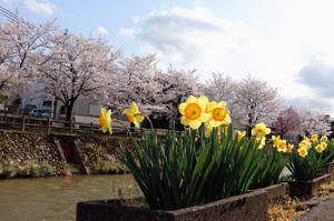 茶郷川の桜2