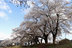 山本山調整池の桜1