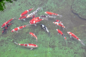 庭園の池を泳ぐ錦鯉の画像