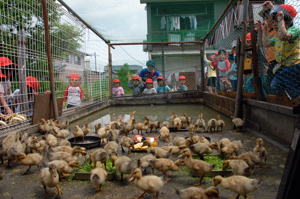 飼育小屋をのぞき込む園児の画像