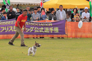 フリスビーを追いかける犬の画像