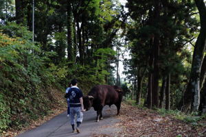 牛舎へ帰る牛の画像