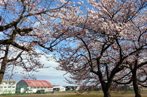 城内の桜の画像