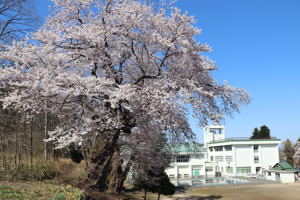 片貝小学校の桜の画像