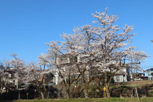 船岡公園の桜の画像