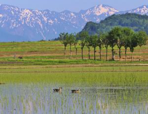 池ケ原の稲架木（はさぎ）と田植え後の水田を泳ぐ鴨の画像