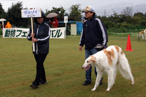 純粋犬の紹介の画像