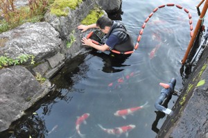 池の錦鯉を網で追い込んでいる画像