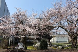 極楽寺の桜の画像