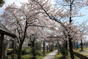 伊米神社の桜の画像