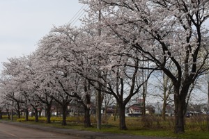 千谷工業団地の桜の画像