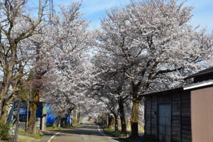 時水の桜の画像