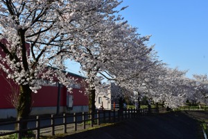 土川の桜の画像