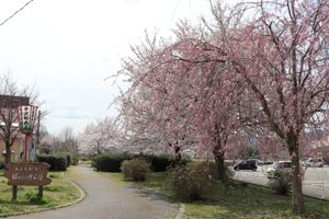 ぽっぽの里の桜の画像