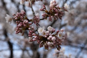 片貝中学校の桜の画像