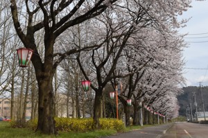 千谷工業団地の桜の画像