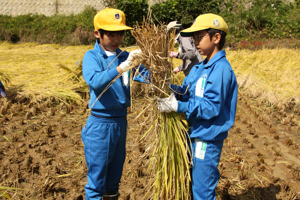 2人一組で刈った稲を束ねる小学生の画像