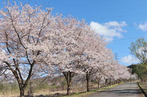 山本山千本桜の画像