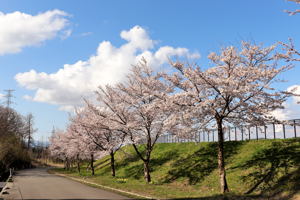 山本山調整池の桜の画像