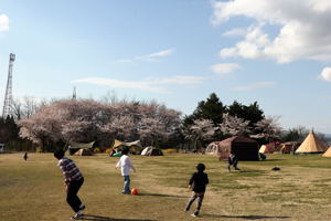 おぢゃ～る広場の桜の画像