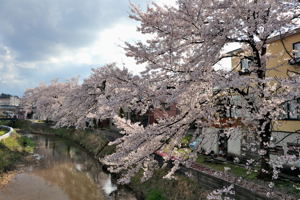 茶郷川沿いの桜の画像