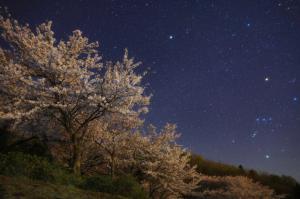 中道ポケットパークの桜とオリオン座の画像