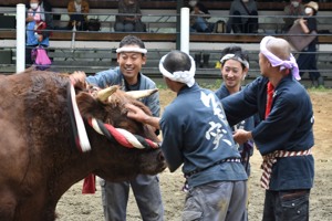 取組の終わった牛を撫でる勢子の画像