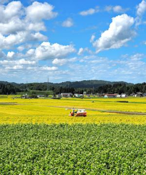 収穫の秋。進む稲刈りと満開の蕎麦畑の画像